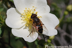 Eristalis pertinax